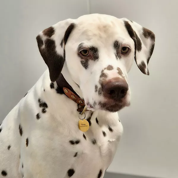 Dieses Bild zeigt Bounty, unser Dalmatiner für Familie, Praxis und als Therapiehund